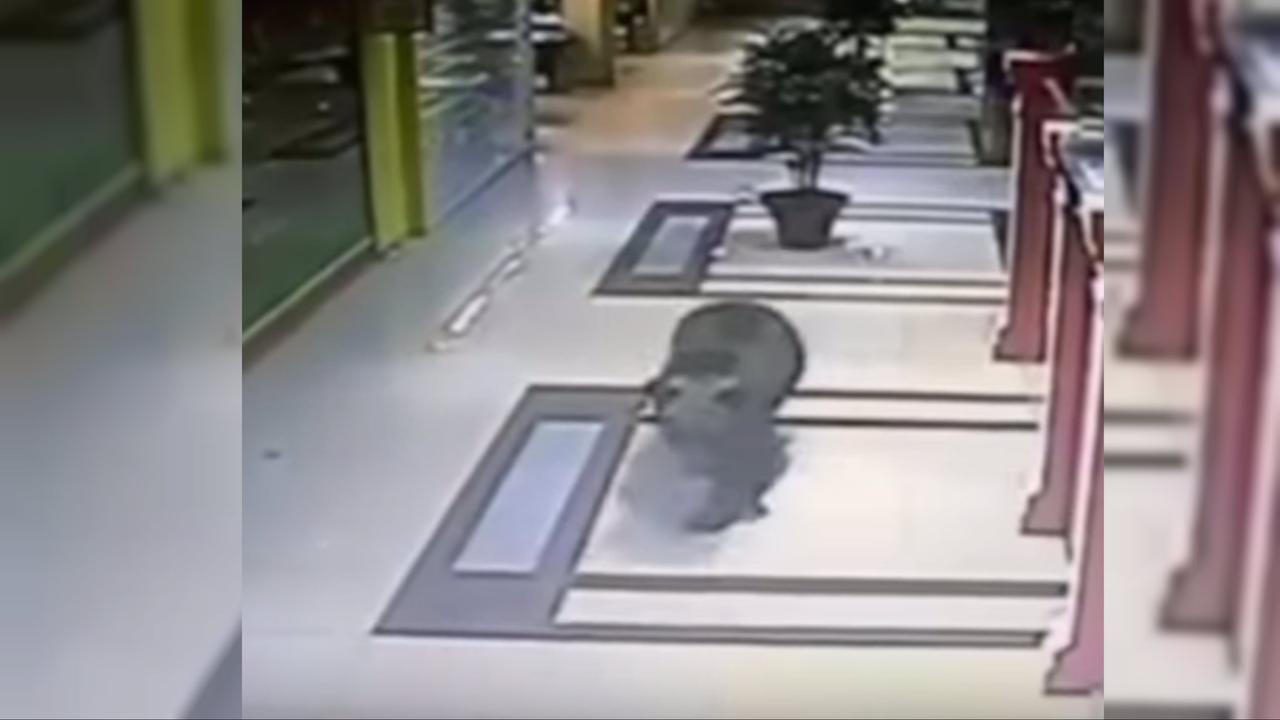 Detik-detik Menegangkan Beruang Berkeliaran di Mal