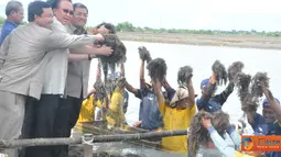 Panen Raya Rumput Laut di Pantura