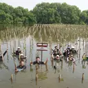 1.600 Mangrove di Pesisir Jawa Barat dan Jakarta Jadi Benteng Hadapi Krisis Iklim