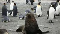 Untuk pertama kalinya ilmuwan melihat seekor anjing laut bersenggama dengan seekor penguin raja.
