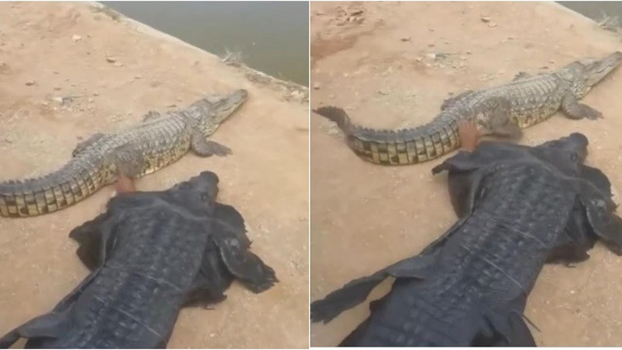 Pria Ini Nekat Pakai Kostum Buaya untuk Main Bareng Hewan Aslinya, Bikin Was-Was
