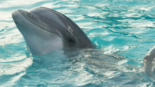 Dolphins