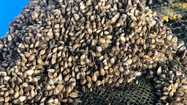 Kerang Coklat jadi Pengganti Ikan Rucah sebagai Pakan Lobster, Ini Keunggulannya