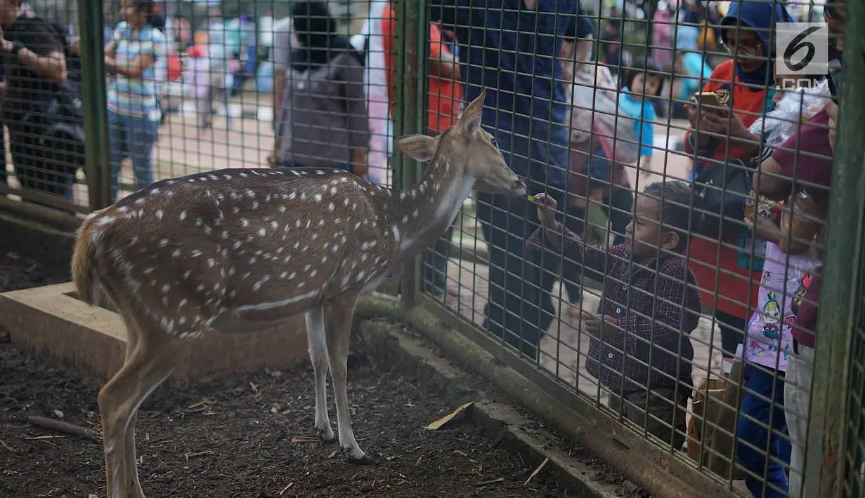 Pengunjung memberi makanan kepada seekor rusa di Taman Margasatwa Ragunan (TMR), Jakarta, Kamis (6/6/2019). Setidaknya sebanyak 49.394 warga Ibu Kota dan sekitarnya mengisi libur Lebaran bersama keluarga dengan mengunjungi destinasi liburan murah meriah tersebut. (Liputan6.com/Immanuel Antonius)