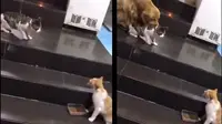 Anjing lerai kucing (Sumber: Twitter/askmenfess)
