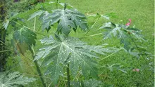 Daun pepaya | Via: isimewa