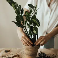 ilustrasi tanaman/Valeria Ushakova/pexels