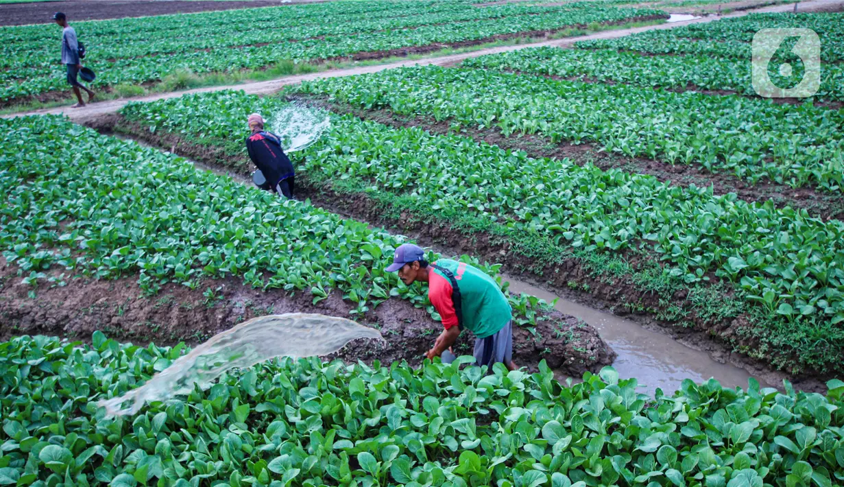Petani menyemprotkan cairan pestisida di lahan pertanian bayam, kawasan Kota Tangerang, Jumat (27/11/2020). Badan Pusat Statistik mencatat upah nominal harian buruh tani nasional pada Oktober 2020 naik sebesar 0,09 persen dari Rp 55.719 menjadi Rp 55.766 per hari. (Liputan6.com/Angga Yuniar)