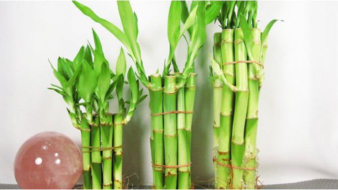 Tanaman Bambu Air Menurut Feng Shui  Berbagi Tanam