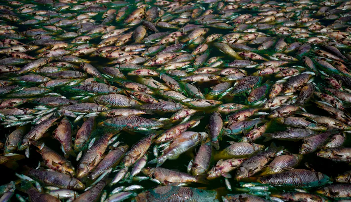 Tumpukan ikan mati terlihat di tepi Sungai Salado, Provinsi Buenos Aires, Argentina, 22 Januari 2023. (AP Photo/Natacha Pisarenko)