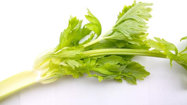 Ilustrasi daun seledri