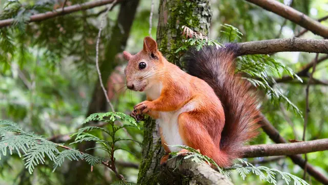 Squirrels