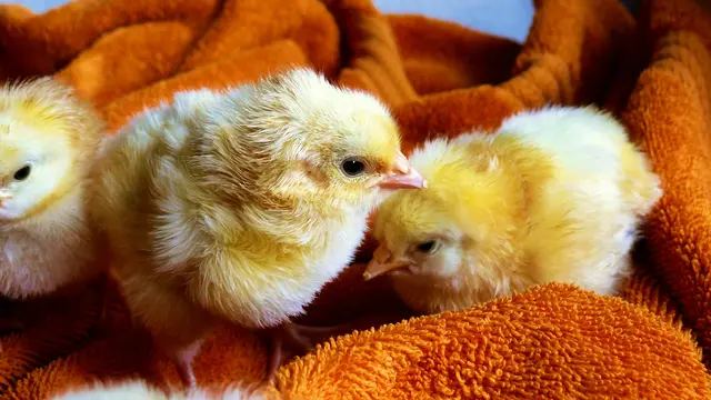 Ilustrasi anak ayam