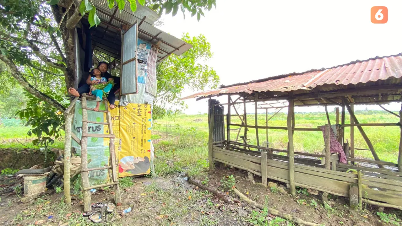 Rumah pohon rambutan