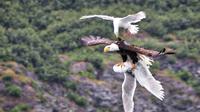 Seekor burung camar berupaya menyerang seekor burung elang yang mencaplok seekor burung camar lain untuk menjadi santapannya.