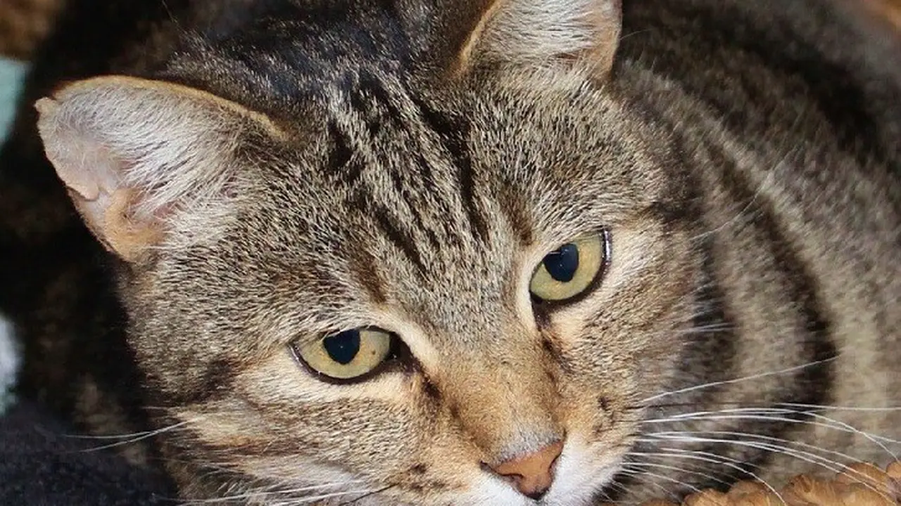 kucing liar
