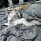 Seekor Maine Coone berwarna perak yang diberi nama Altair berhasil mencatat rekor ekor terpanjang untuk kucing domestik yang masih hidup menurut Guinness World Record. (dok. Tangkapan layar Instagram @starcats_detroit/https://www.instagram.com/p/Ce9V_cbOF8C/?igshid=MzRlODBiNWFlZA==/Farel Gerald)