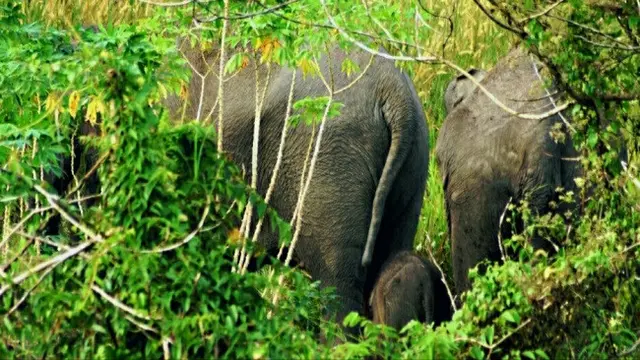 Kawanan gajah sumatera yang masih bertahan di sisa-sisa hutan Provinsi Riau.