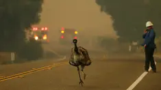 Seekor burung emu dengan luka bakar berlari menyelamatkan diri saat kebakaran melanda di dekat Potrero, California, AS, Senin (20/6). Kebakaran yang terjadi di California disebabkan suhu tinggi dan musim kering yang berkepanjangan. (REUTERS/Mike Blake)
