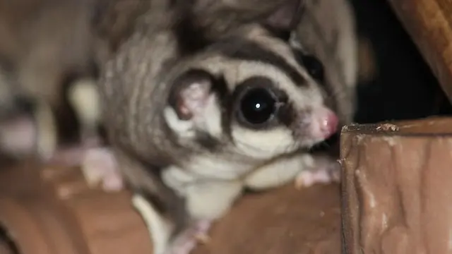 Makanan Kesukaan Sugar Glider