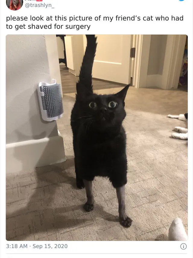 Potret Kucing Dengan Bulu Aneh Setelah Operasi, Bikin Geli. (Sumber: boredpanda)