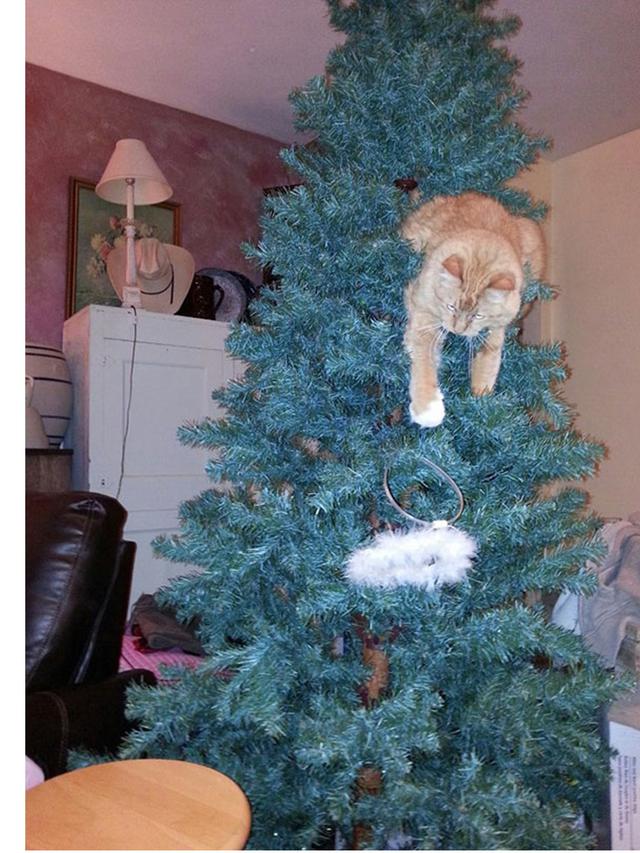 8 Potret Tingkah Kucing Merusak Pohon Natal, Bikin Tepuk Jidat