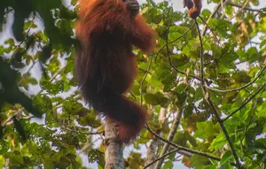 Upaya Penyelamatan Orangutan Indonesia: 10 Langkah Penting di Hari Orangutan Sedunia
