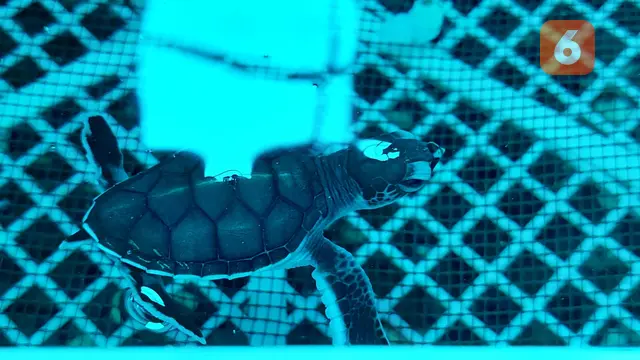 Mamalia penyu salah satu biota laut yang ada di coral house (Hermawan Arifianto/Liputan6.com)