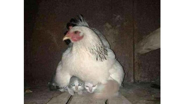 Kelakuan ayam (Sumber: Brightside)