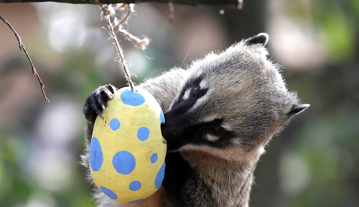 Lemur ekor cincin memegang wadah dari telur Paskah yang terbuat dari bubur kertas selama pemotretan di ZSL London Zoo di London, Inggris (18/4). Kebun binatang ZSL London menghadiahkan hewan-hewan peliharaannya makanan dalam kemasan telur Paskah. (Reuters/Peter Nicholls)