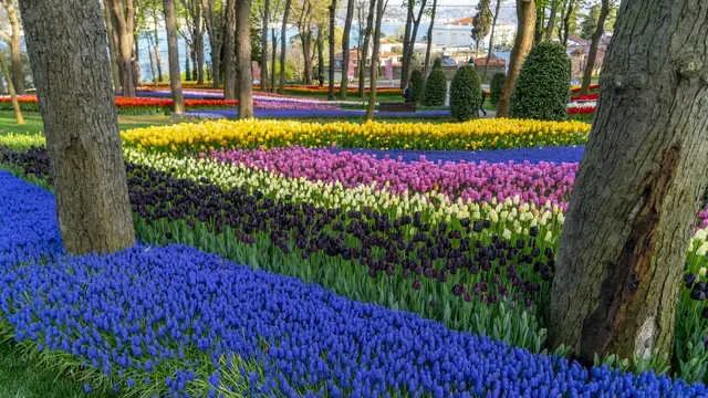 Perbedaan tiap-tiap warna tulip