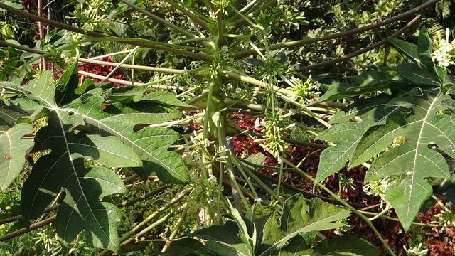 Ilustrasi bunga pepaya