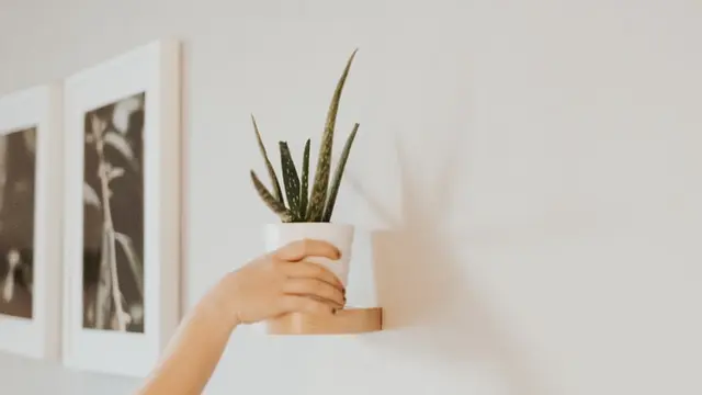 Ilustrasi lidah buaya