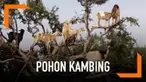 Pohon Argan yang dipenuhi kambing menjadi daya tarik bagi wisatawan di Maroko. Fenomena ini kemudian dimanfaatkan oleh para petani.