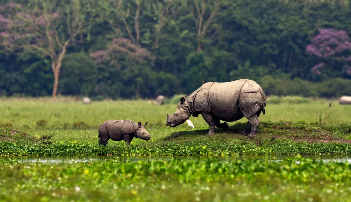 Badak bercula satu merumput bersama bayinya di Suaka Margasatwa Pobitora di pinggiran Gauhati, India, Senin (27/5/2019). Suaka margasatwa ini memiliki populasi badak bercula satu tertinggi di dunia. (AP Photo/Anupam Nath)