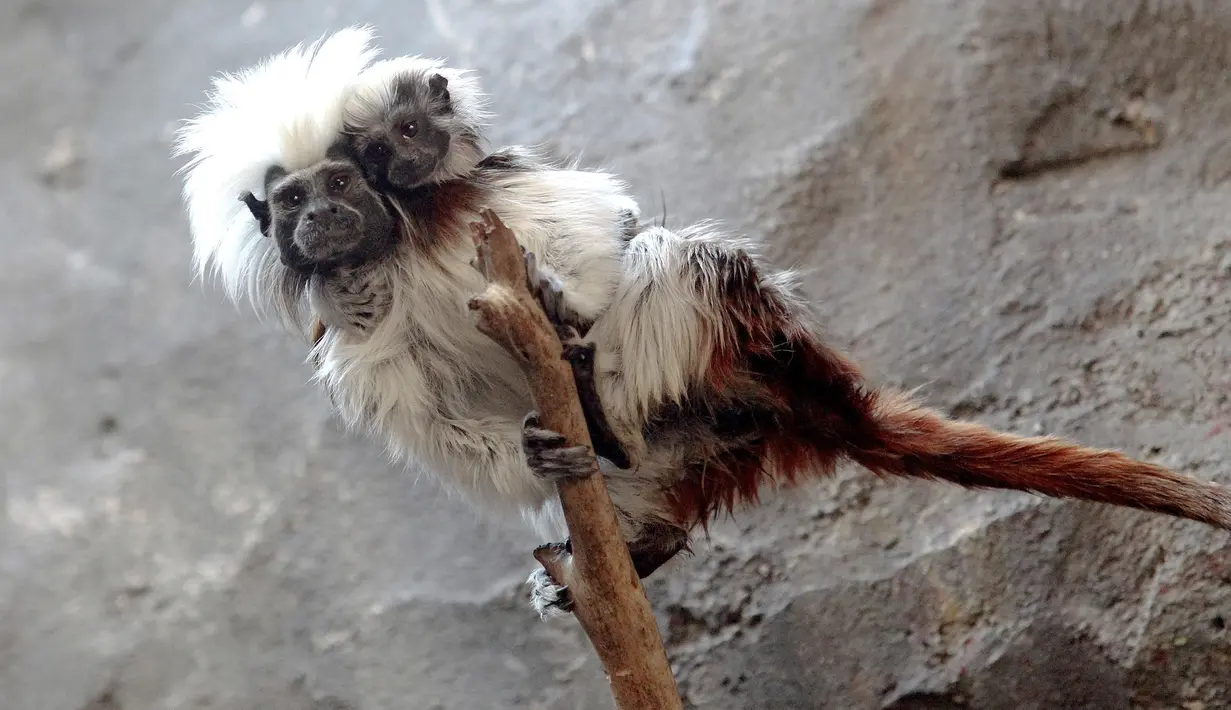 Cotton top tamarin atau tamarin berambut kapas membawa anaknya yang lahir di penangkaran Kebun Binatang Guadalajara, di negara bagian Jalisco, Meksiko, Rabu (19/2/2020). Cotton top tamarin merupakan jenis monyet yang terkecil karena ukurannya hanya 17 cm dengan ekor 25 cm. (Ulises Ruiz/AFP)