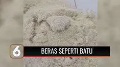 Sejumlah warga Pandeglang yang menerima bantuan beras mendapati bahwa beras yang diterima dalam keadaan menggumpal seperti batu dan tak layak konsumsi. Begini penjelasan Dirut Bulog, Budi Waseso.