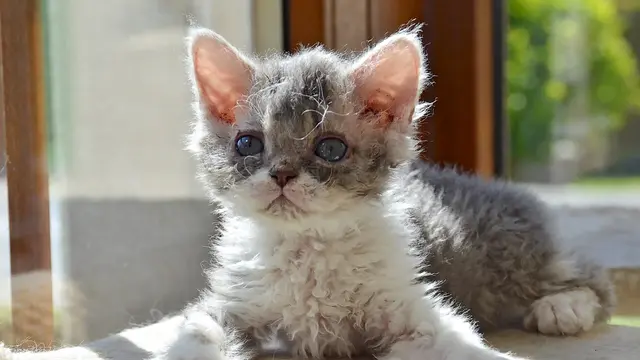 Kucing Selkirk Rex