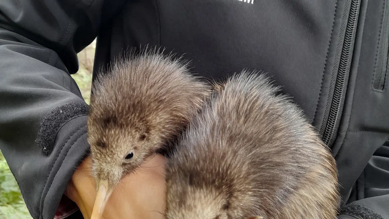 Burung Kiwi pertawa yang lahir di alam liar Wellington Selandia Baru dalam satu abad. (Facebook/ The Capital Kiwi Project)
