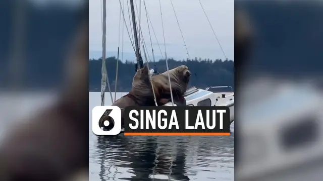 VIDEO: Mantan Pesepakbola Rekam Kejadian Langka di Laut