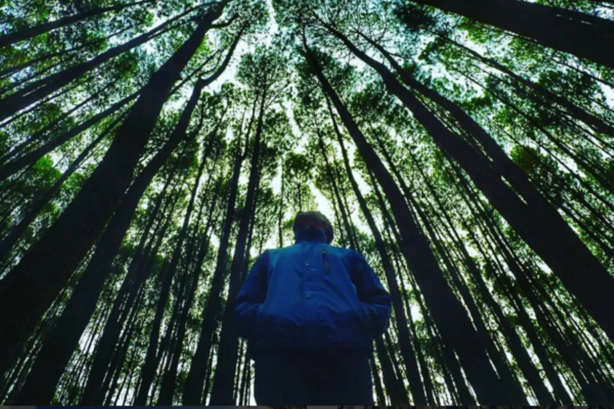 4 Destinasi di Indonesia dengan Panorama Hutan Pinus nan Memesona