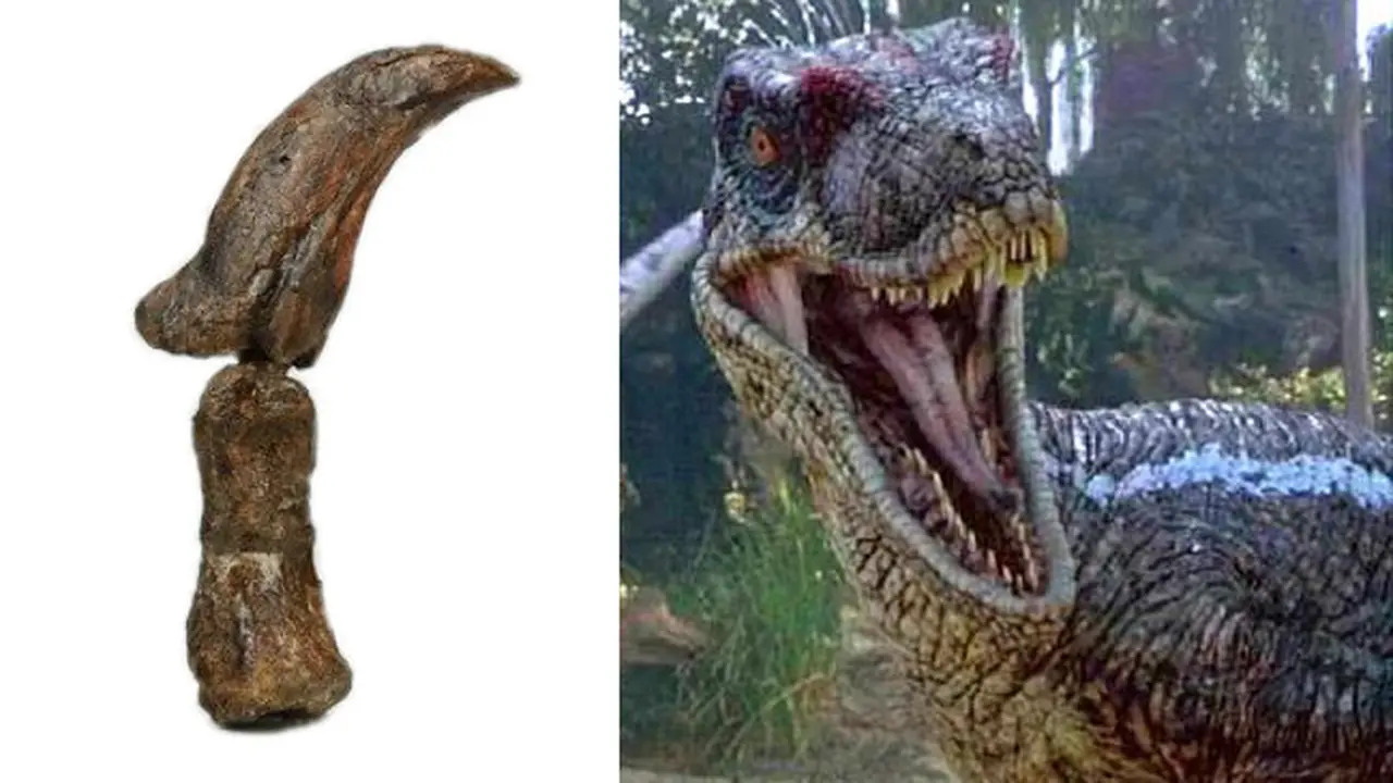 Cakar Velociraptor Dibanderol Seharga 166,5 Juta Rupiah