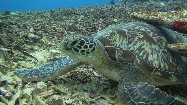 Spot Turtle Heaven