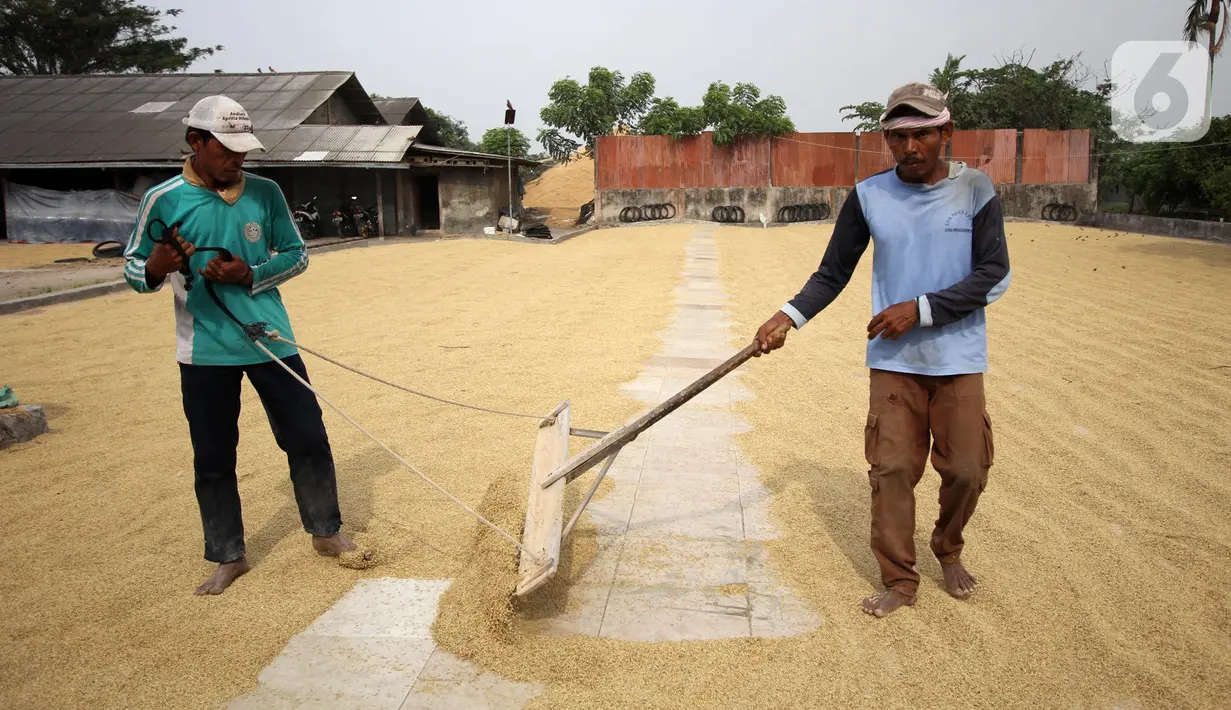 Pekerja menjemur gabah di Kabupaten Tangerang, Banten, Selasa (14/7/2020). Selama semester I 2020, Perum Bulog telah merealisasikan serap gabah petani secara langsung sebanyak 700 ribu ton setara beras guna meningkatkan ketahanan stok cadangan beras. (Liputan6.com/Angga Yuniar)