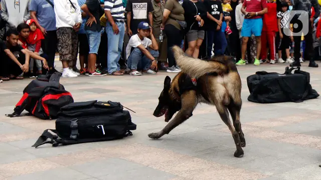Anjing Pelacak