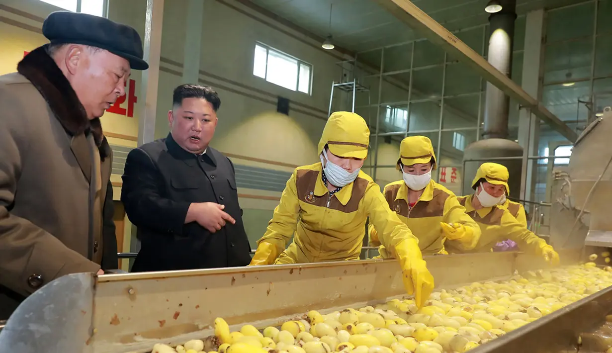 Pemimpin Korea Utara Kim Jong-un melihat produksi kentang  di pabrik Samjiyon Potato Farina di Samjiyon, Kamis (4/4). Tahun lalu Kim Jong-un mengunjungi pabrik kentang saat kunjungan 19 harinya ke Samjiyon County di Provinsi Ryanggang yang berbatasan dengan China. (AFP Photo/KCNA VIA KNS)