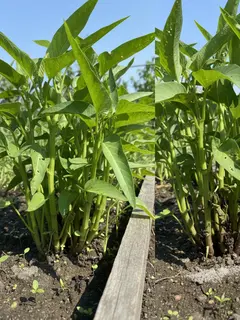 Kangkung yang Ditanam dari Biji (kiri) dan Batang (kanan) (Foto: Gemini)