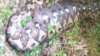 Petani yang Tewas Ditelan Piton di Buton Selatan Masih Pakai Mantel Hujan dan Tas Berisi Ponsel