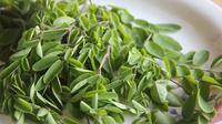 Ilustrasi daun kelor. atau moringa&nbsp; (Gambar oleh S V dari Pixabay)