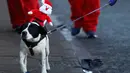 Seekor anjing membawa boneka Santa Claus ikut memeriahkan balap lari Santa Dash di Liverpool, Inggris, Minggu (4/12). Berbeda dengan lomba lari biasa, dalam ajang tahunan ini peserta lomba berlari mengenakan kostum Santa Claus. (Reuters/Phil Noble)